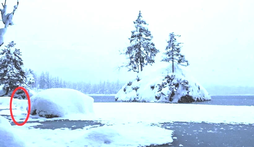 Çözmesi beyin isteyen IQ testi! Resimdeki kutup ayısını bulanlar çok zekiymiş - Resim : 2
